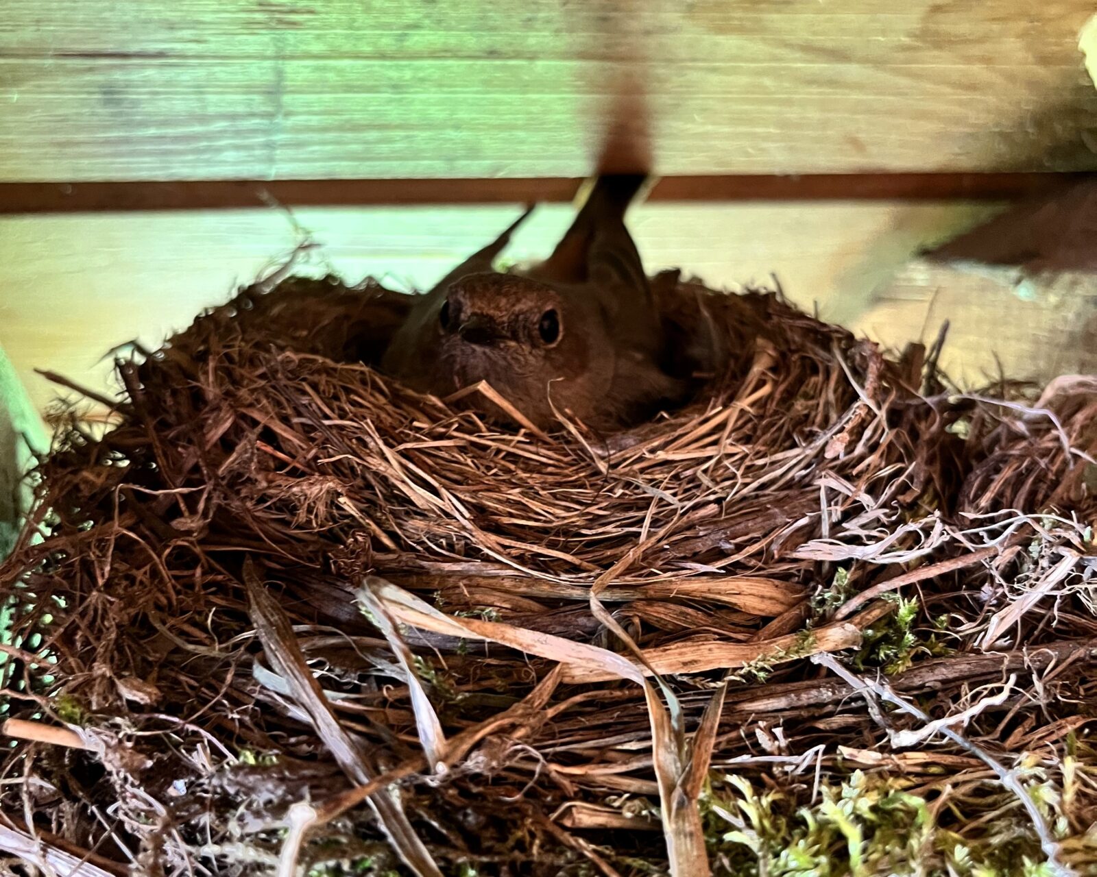 Gniazdo ptasie na poddaszu domu w Istebnej