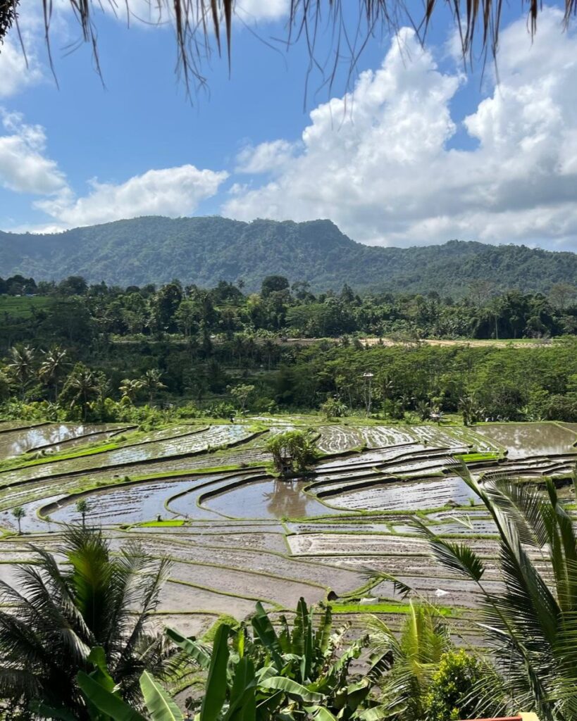 widok z łóżka na pole ryżowe, Sidemen Bali