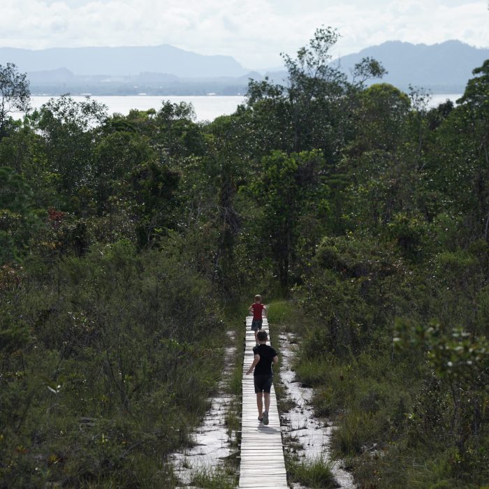 Szlak przez las deszczowy