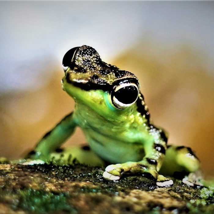 Piękna żabka