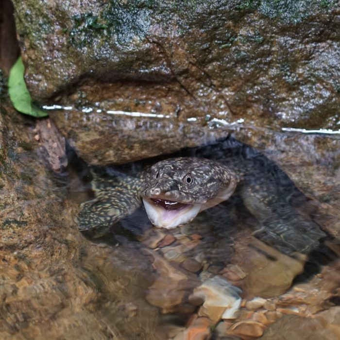 Żółw spod wodospadu