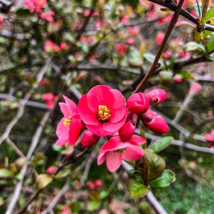 Kwitnące drzewa Park Szczytnicki