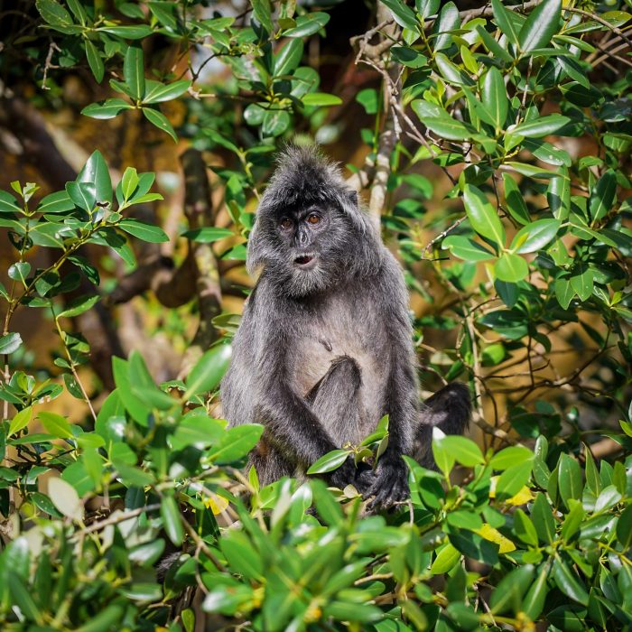 Langur srebrzysty