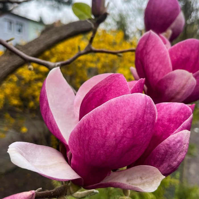 Magnolie na Sępolnie