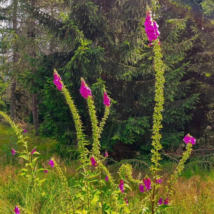 Naparstnice, Jagodna