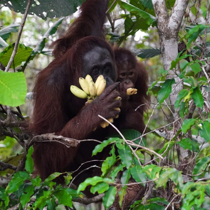 Orangutan z mamą