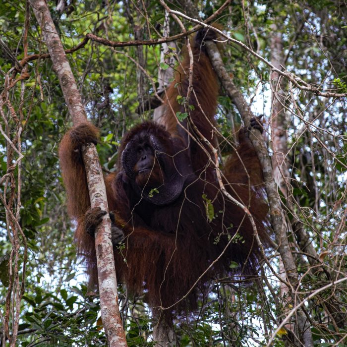 Orangutan