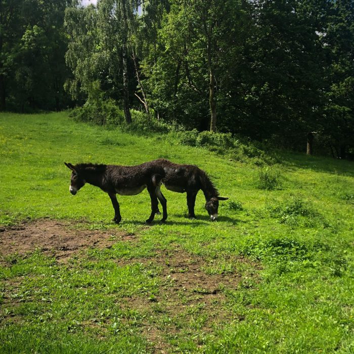 Osiołki, Kąty Bystrzyckie