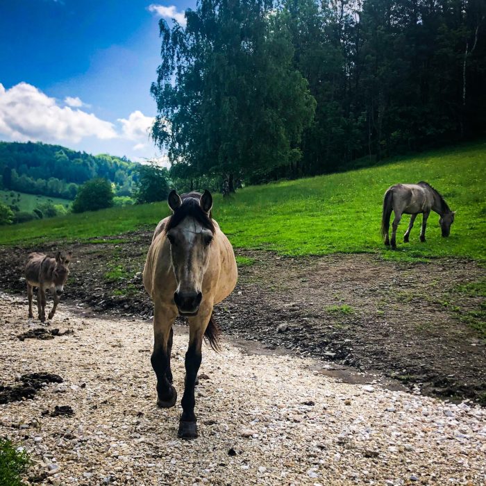 Stadnina, Kąty Bystrzyckie