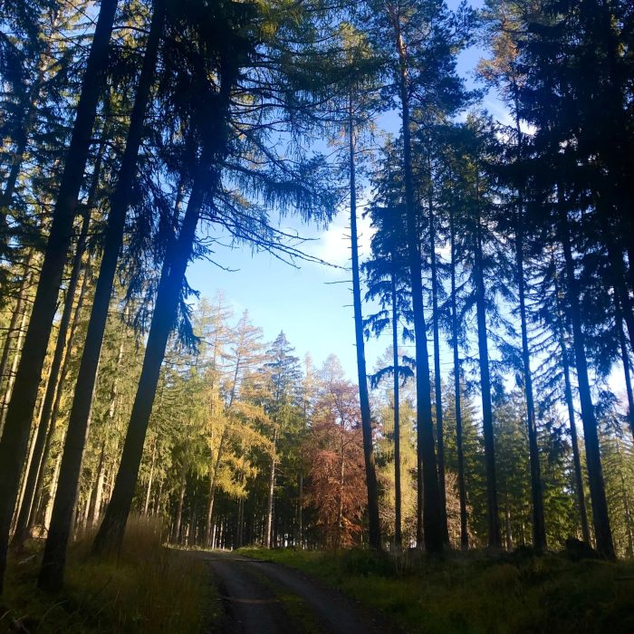 Szlak na Bobrowe Skały, Góry Izerskie