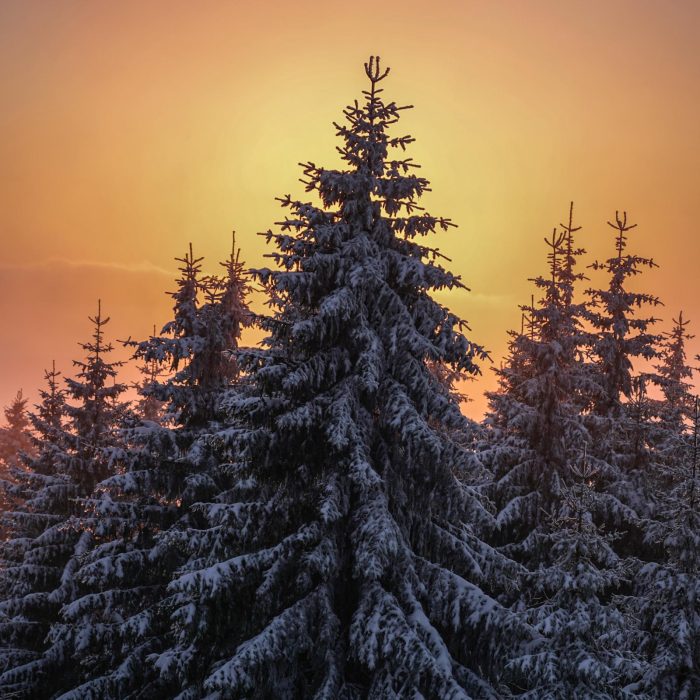 Wielka Sowa o złotej godzinie